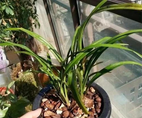 兰花换盆的最佳时间是什么时候？换盆步骤有哪些？