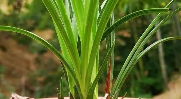 兰花换盆的最佳时间是什么时候？换盆步骤有哪些？