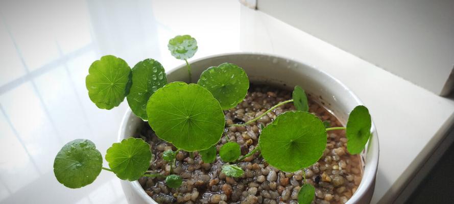 铜钱草——寓意与生长特性（探秘铜钱草的吉祥象征和独特成长之路）