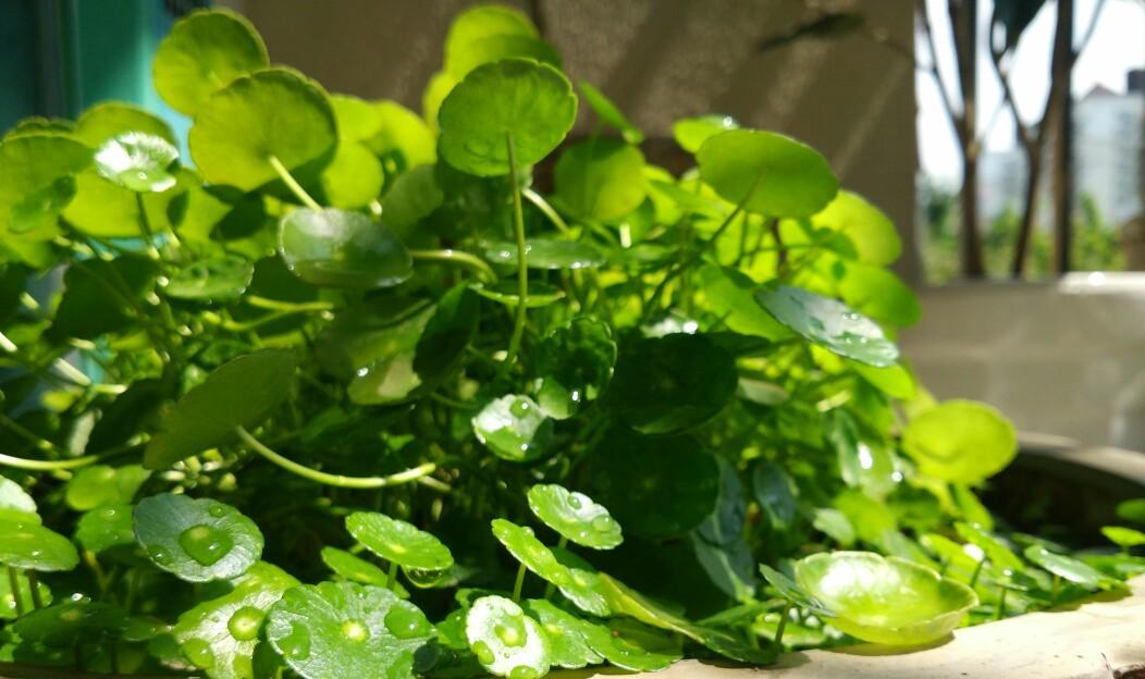 铜钱草——寓意与生长特性（探秘铜钱草的吉祥象征和独特成长之路）