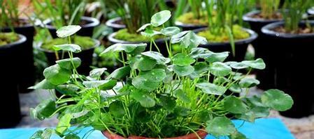 铜钱草——寓意与生长特性（探秘铜钱草的吉祥象征和独特成长之路）