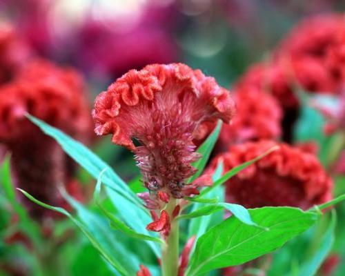 鸡冠花长什么样？它的特点有哪些？