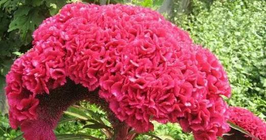 鸡冠花长什么样？它的特点有哪些？