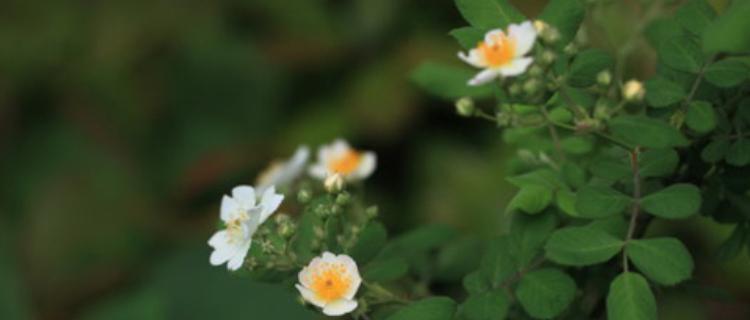 荼蘼的花语与传说（荼蘼花的深情回忆）