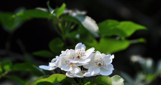 荼蘼的花语与传说（荼蘼花的深情回忆）