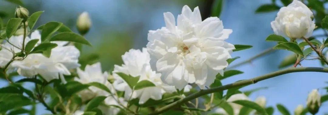 荼蘼的花语与传说（荼蘼花的深情回忆）