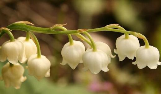 铃兰花花期持续多久？如何延长铃兰花的花期？
