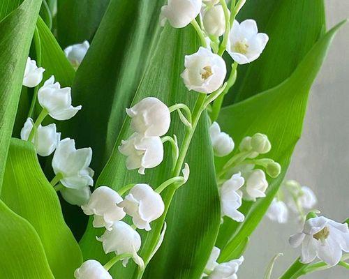 铃兰花花期持续多久？如何延长铃兰花的花期？