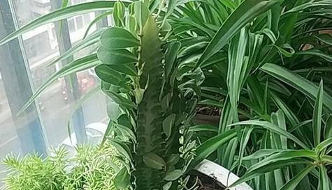 龙骨植物晒太阳需要注意什么？晒太阳对龙骨有什么影响？