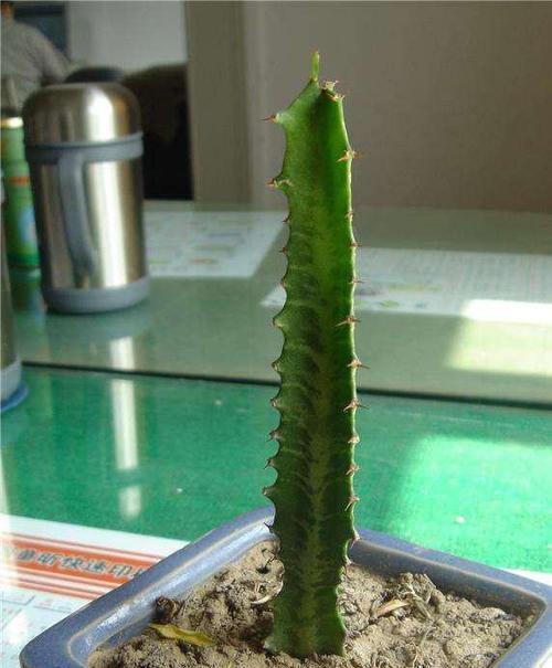 龙骨植物晒太阳需要注意什么？晒太阳对龙骨有什么影响？