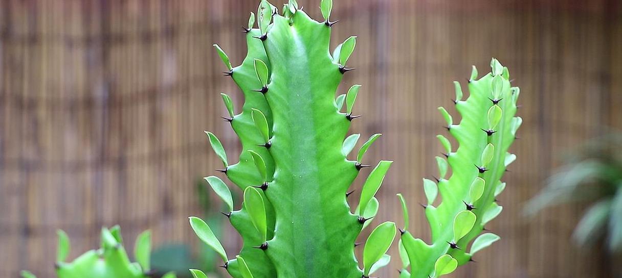 龙骨植物晒太阳需要注意什么？晒太阳对龙骨有什么影响？