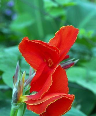 美人蕉花语之意义与传承（揭秘美人蕉花语的文化内涵与象征意义）