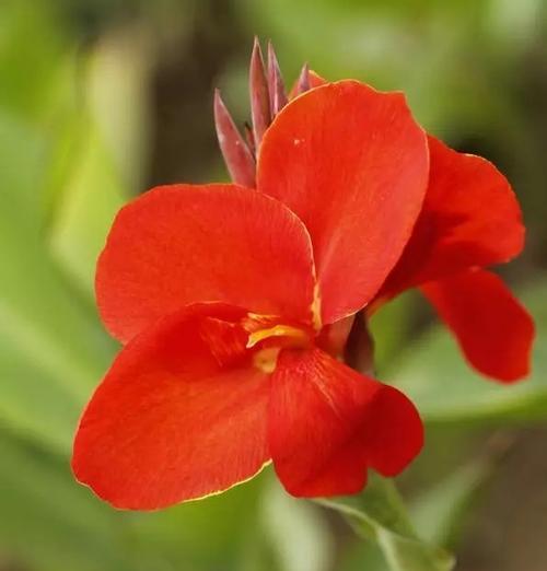 美人蕉花语之意义与传承（揭秘美人蕉花语的文化内涵与象征意义）