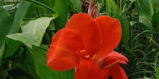 美人蕉花语之意义与传承（揭秘美人蕉花语的文化内涵与象征意义）