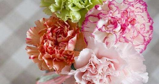 康乃馨花语之深情表白（用康乃馨传递真挚情感）