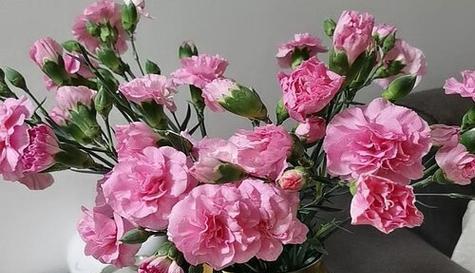 康乃馨花语之深情表白（用康乃馨传递真挚情感）