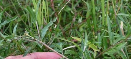 能染发的植物有哪些？它们的染发效果如何？