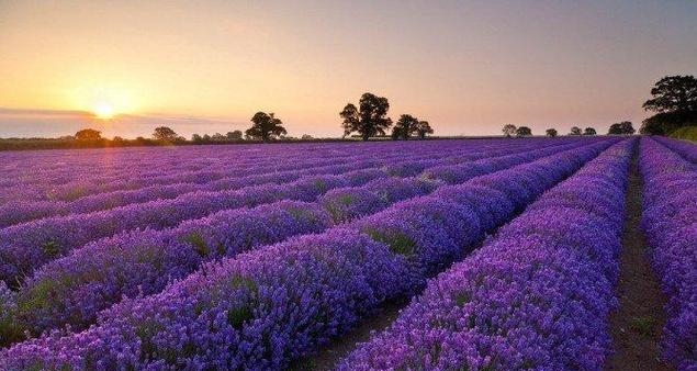 普罗旺斯之花（探寻普罗旺斯花语的神秘魅力）