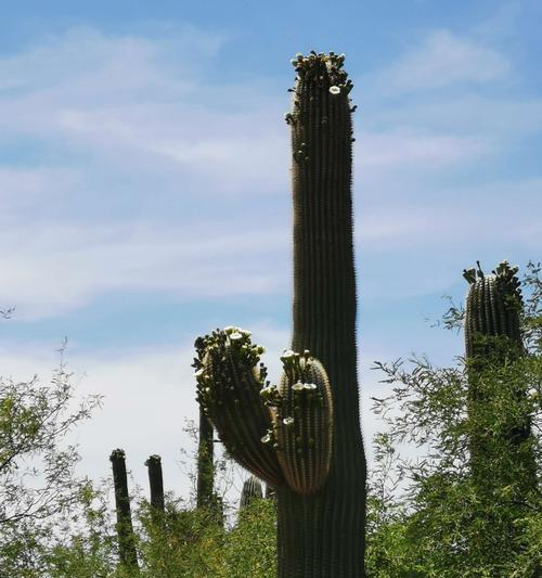 仙人柱开花是真的吗？开花代表了什么含义？