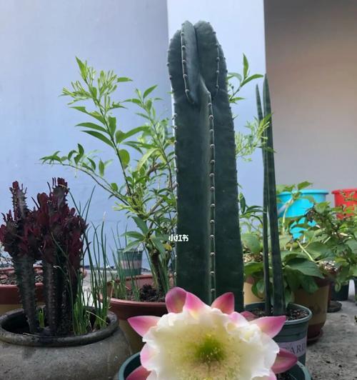 仙人柱开花是真的吗？开花代表了什么含义？