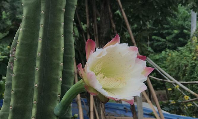 仙人柱开花是真的吗？开花代表了什么含义？