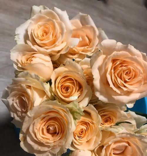 香槟色玫瑰的花语与意义（玫瑰花语）