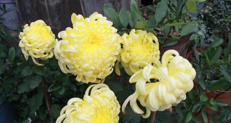 家里为什么不能养雏菊？养雏菊有哪些禁忌和注意事项？