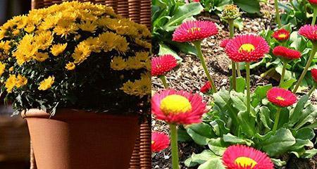 家里为什么不能养雏菊？养雏菊有哪些禁忌和注意事项？