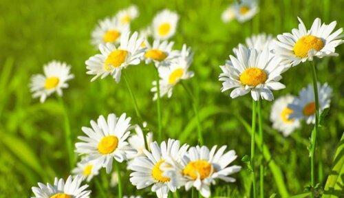 家里为什么不能养雏菊？养雏菊有哪些禁忌和注意事项？