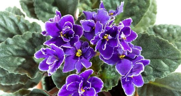 紫罗兰花语（紫罗兰花语所代表的情感和寓意）