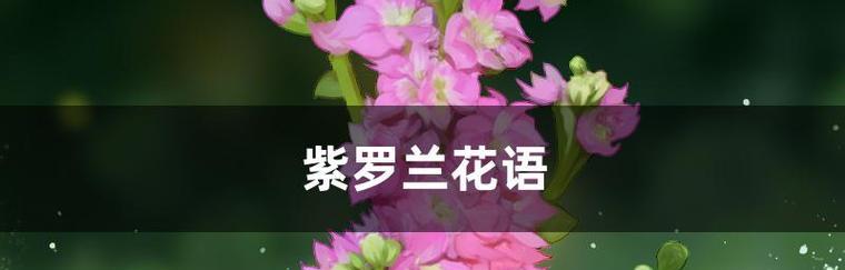 紫罗兰花语（紫罗兰花语所代表的情感和寓意）