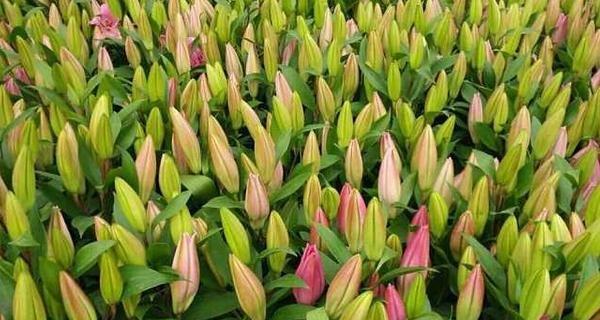 百合花花期持续多久？最佳观赏月份是什么时候？