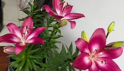 百合花花期持续多久？最佳观赏月份是什么时候？