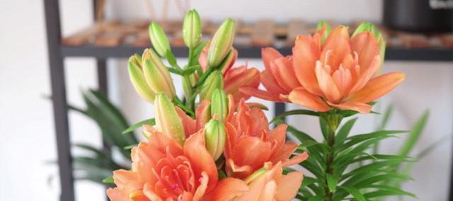 百合花花期持续多久？最佳观赏月份是什么时候？