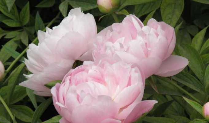 芍药花的花语与意义（用芍药花传递情感与祝福）