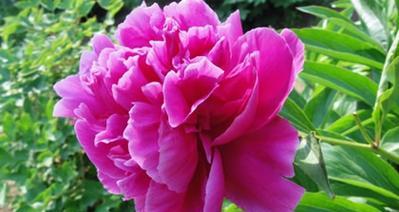 芍药花的花语与意义（用芍药花传递情感与祝福）