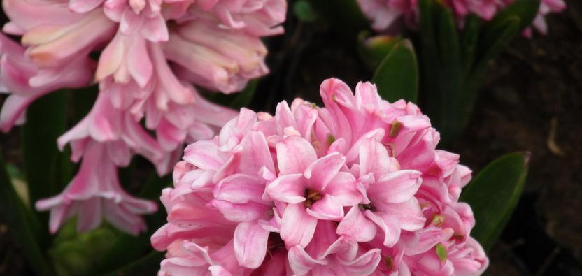 风信子花语大揭秘（探寻风信子花语的神秘之美）