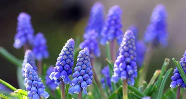 风信子花语大揭秘（探寻风信子花语的神秘之美）