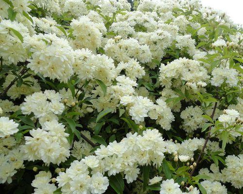 红木香香味有毒吗？使用时需要注意什么？