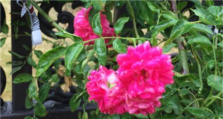 红木香香味有毒吗？使用时需要注意什么？