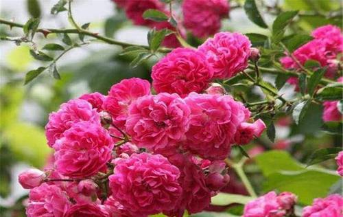 红木香香味有毒吗？使用时需要注意什么？