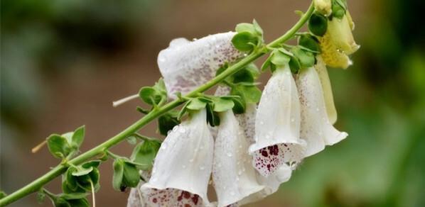 泡桐花的花语与寓意（传递爱与希望的泡桐花）