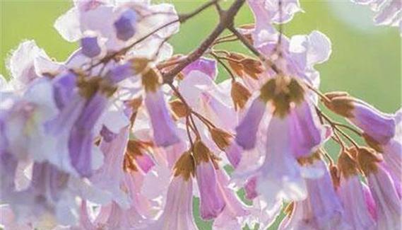 泡桐花的花语与寓意（传递爱与希望的泡桐花）