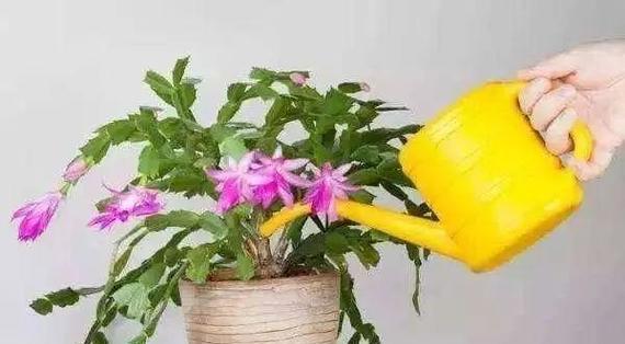 B12维生素对哪些花卉有益？使用B12浇花的正确方法是什么？