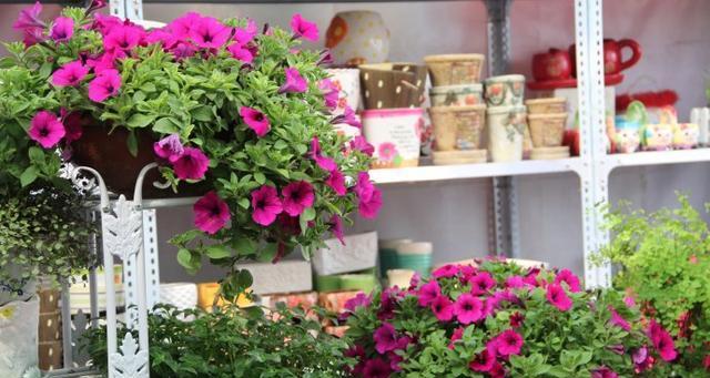 B12维生素对哪些花卉有益？使用B12浇花的正确方法是什么？