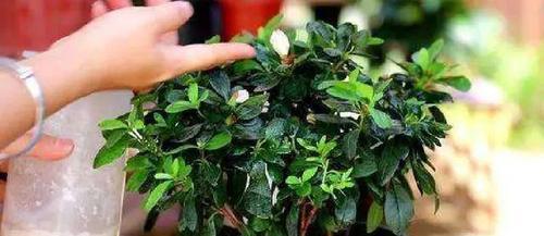 B12维生素对哪些花卉有益？使用B12浇花的正确方法是什么？