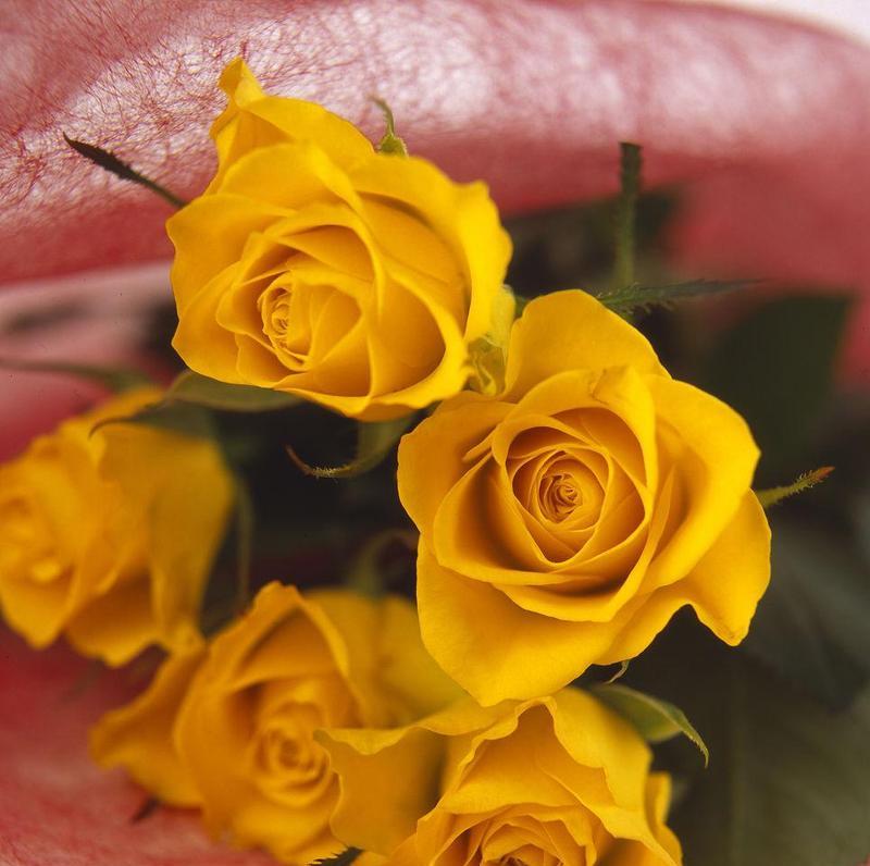 黄玫瑰的含义和象征（情侣之间赠送黄玫瑰的深意）