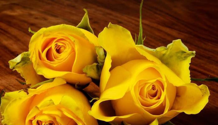 黄玫瑰的含义和象征（情侣之间赠送黄玫瑰的深意）