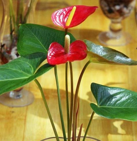 红掌施什么肥好？如何正确施肥促进生长？