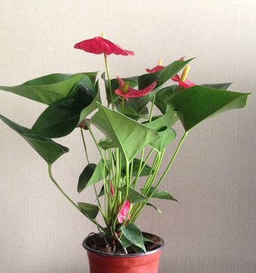 红掌施什么肥好？如何正确施肥促进生长？